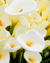 Без бренда «Белые каллы» в Петрозаводске