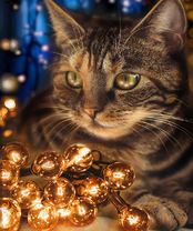 Без бренда «2KXSB-0678» в Петрозаводске