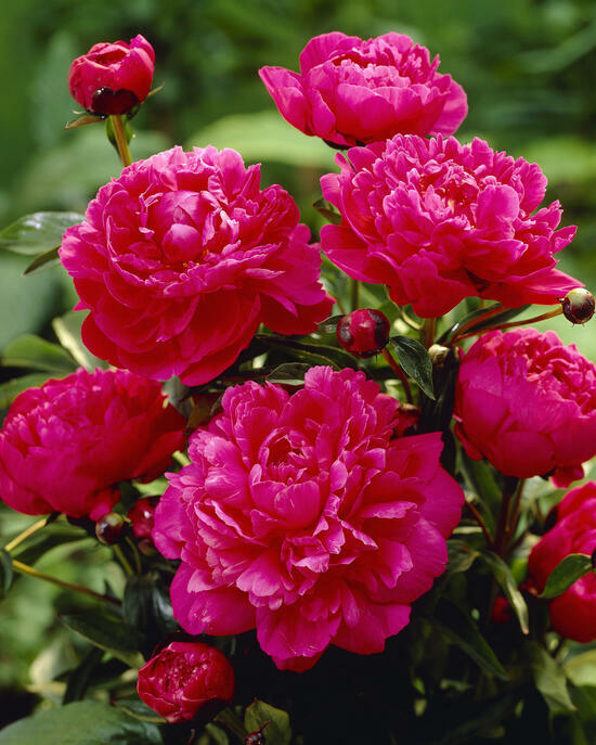 Алмазная мозаика 40x50 BOX20-2KMB-4036