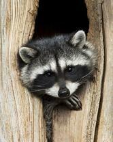 Без бренда «Енот в дупле» в Петрозаводске