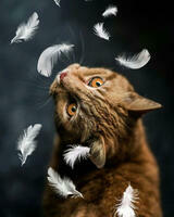 Без бренда «Кот среди перышек» в Петрозаводске