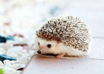 Милый ёж на камнях