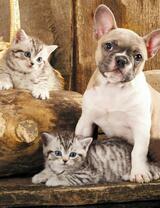 Без бренда «Милый щенок французского бульдога и два котёнка» в Петрозаводске в интернет-магазине  Без бренда «Милый щенок французского бульдога и два котёнка» в Петрозаводске