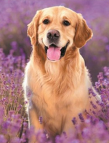 Милый пёс среди лаванды