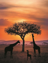 Семейство жирафов у дерева