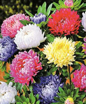 Разноцветные астры в букете