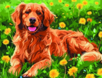 Золотистый ретривер лежит на траве среди одуванчиков