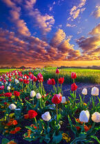 Без бренда «Поле тюльпанов под облачным небом» в Петрозаводске