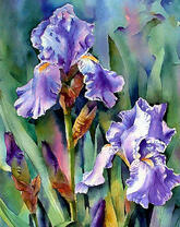 Цветущий куст ирисов
